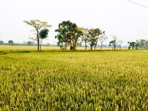 杭州市国土资源局门户网站 城市发展的坚实后盾与便民窗口